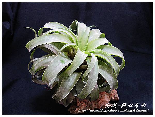 空氣鳳梨 Tillandsia streptophylla × xerographica 電捲燙×霸王鳳4 (1).jpg