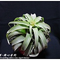 空氣鳳梨 Tillandsia streptophylla × xerographica 電捲燙×霸王鳳8 (1).jpg