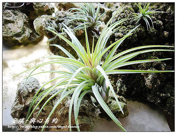 空氣鳳梨 Tillandsia 'Victoria' 維多利亞2 (1).jpg