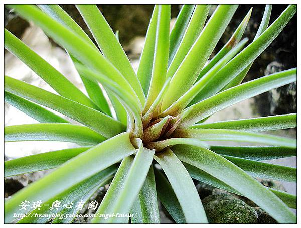 空氣鳳梨 Tillandsia 'Victoria' 維多利亞4 (1).jpg