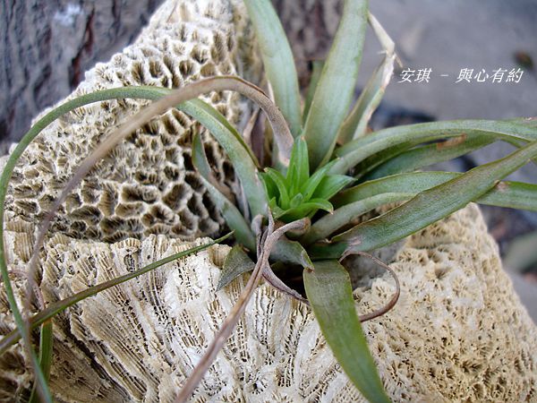 空氣鳳梨結果莢7_副本.jpg