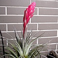 空氣鳳梨 Tillandsia 'Houston' (stricta × recurvifolia) 休士頓 9 (2).jpg