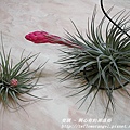 空氣鳳梨 Tillandsia 'Houston' (stricta × recurvifolia) 休士頓 13 (2).jpg