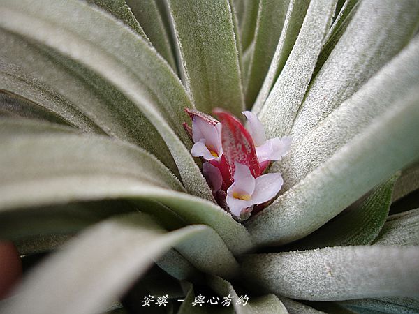 空氣鳳梨 Tillandsia 'Houston' (stricta × recurvifolia) 休士頓 16 (2).jpg