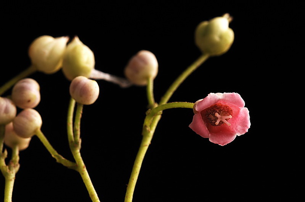 花現台灣  水冬瓜  