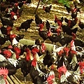 12-LCY-chicken farm