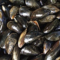 17-mussels.jpg