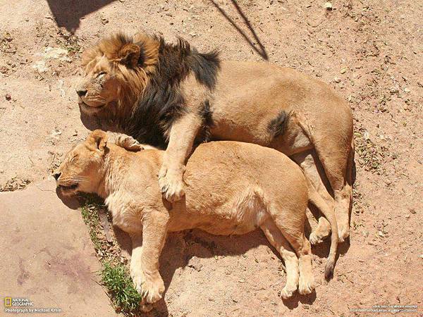 Lion Pair Sleep by National Geo Lion Pair Sleep by National Geo