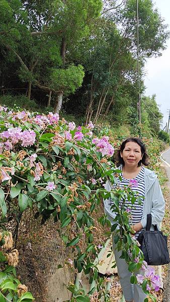 20231111 車泊首發全記錄 福龍宮車泊好熱門蒜香藤花好