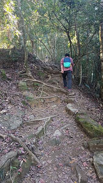 20231210 苗栗泰安 小百岳馬拉邦山賞楓