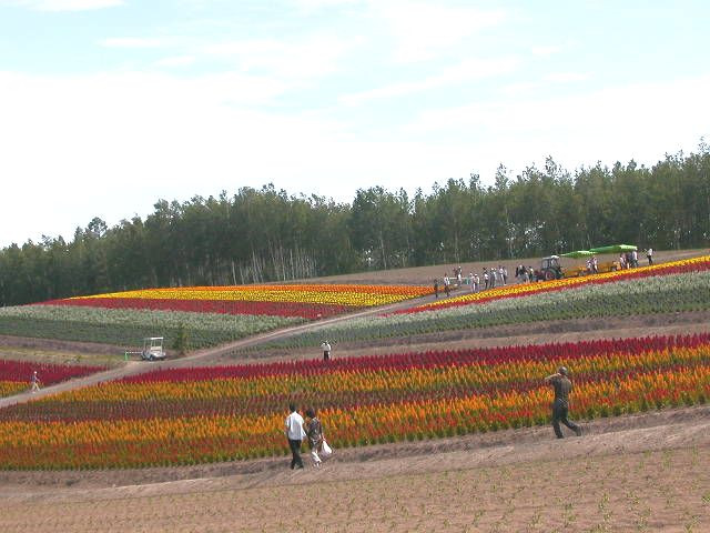 水晶之泉 日本 北海道 拓真館 美瑛町 四季彩丘美到像畫上去的說 特產 哈密瓜 冰淇淋吃到飽啦 水晶之泉小貞二人組的部落格