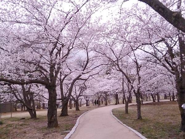 1-1韓國佛國寺 (0).jpg