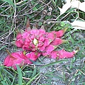 20110611.jpg