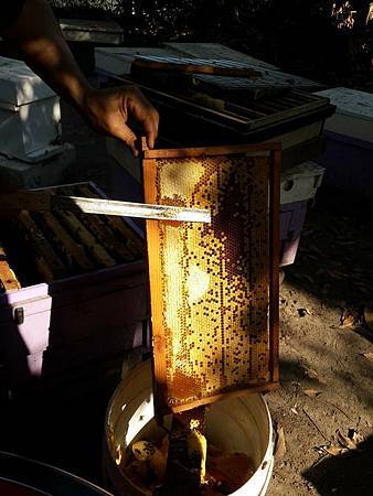 蜂巢蜜採收過程15.jpg