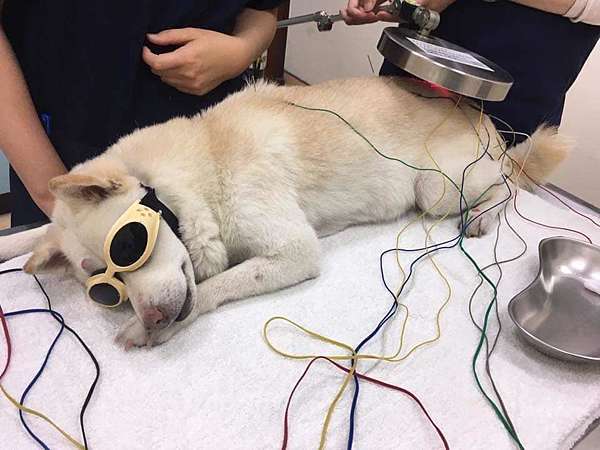 嘉大動物醫院新增 中獸醫暨復健醫學科 大ㄚ駿小放生日誌 凡走過必留痕跡 痞客邦 嘉大動物醫院新增 中獸醫暨復健醫學科 大ㄚ駿小放生日誌 凡走過必留痕跡 痞客邦