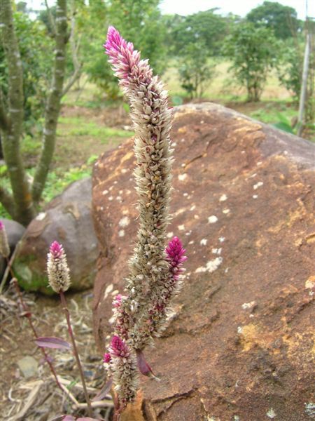 071 休息站花園不知名小花.JPG