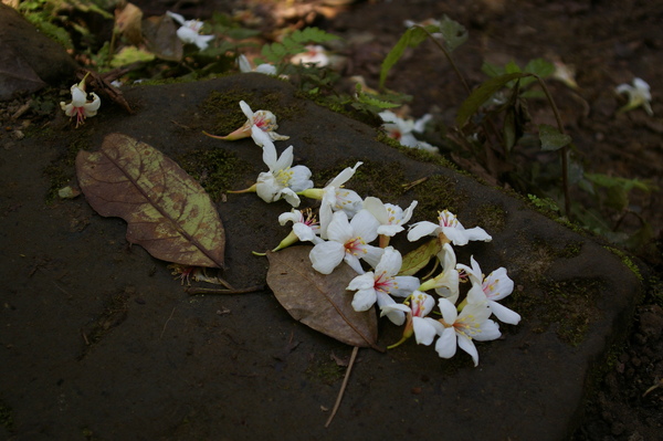 落花