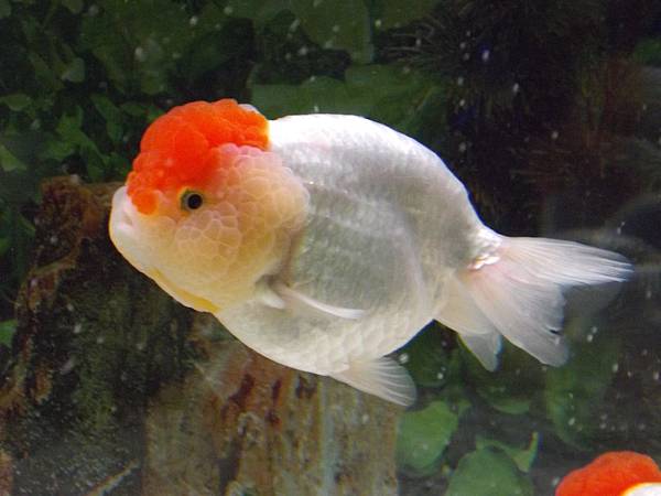 看看別人如何養魚 7 Martin的金魚窩 痞客邦 看看別人如何養魚 7 Martin的金魚窩 痞客邦