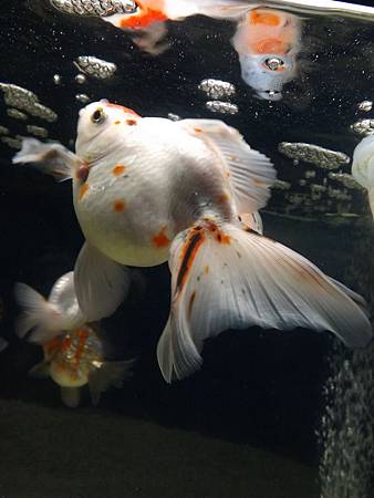 吃的好 更要吃的巧 一 Martin的金魚窩 痞客邦