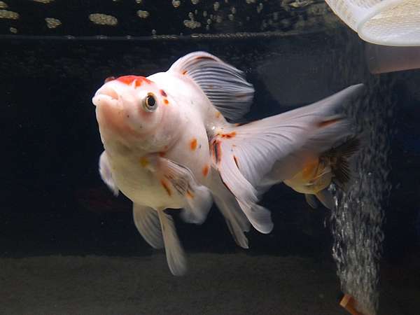 你最容易犯的錯誤 嚴禁干擾環境及過量餵食 你最容易犯的错误 严禁干扰环境及过量喂食 Martin的金魚窩 痞客邦