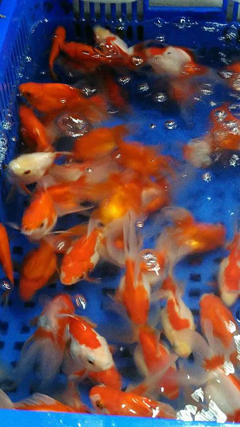 別把魚肚子搞大 鬼月已離去 別再鬼話連篇 1 别把鱼肚子搞大 二 鬼月已离去 别再鬼话连篇 1 Martin的金魚窩 別把魚肚子搞大 鬼月已離去 別再鬼話連篇 1 别把鱼肚子搞大 二 鬼月已离去 别再鬼话连篇 1 Martin的金魚窩