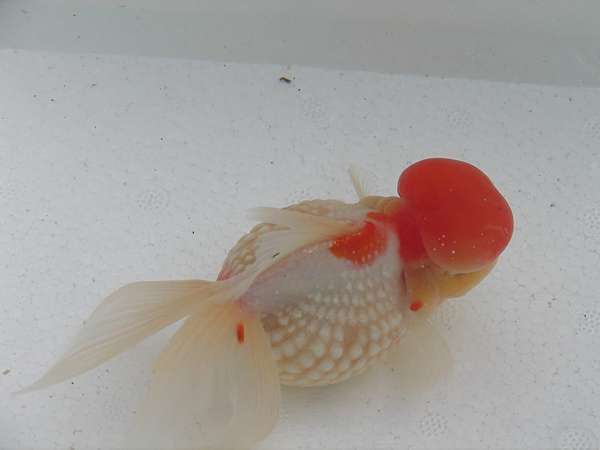 迎新送舊 讓你嶄露 頭 角 一 Martin的金魚窩 痞客邦 迎新送舊 讓你嶄露 頭 角 一 Martin的金魚窩 痞客邦