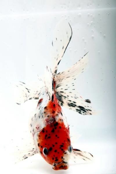 魚缸水要如何才能清澈 一 鱼缸水要如何才能清澈 一 Martin的金魚窩 痞客邦