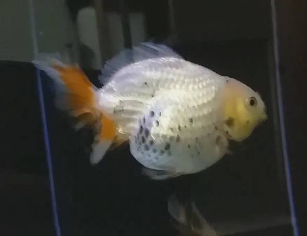 魚管家 觀賞魚線上交流平台解答 Martin的金魚窩 痞客邦 魚管家 觀賞魚線上交流平台解答 Martin的金魚窩 痞客邦