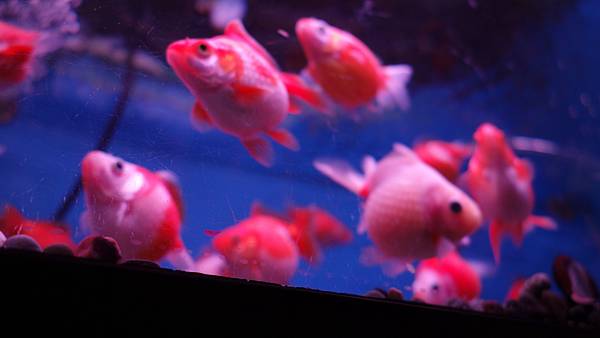 要命的忽冷忽熱怪天氣！ / 要命的忽冷忽热怪天气！