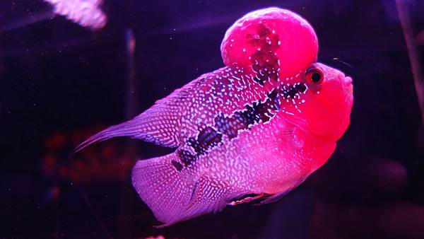 11月23日 養魚美麗的故事 / 11月23日 养鱼美丽的故