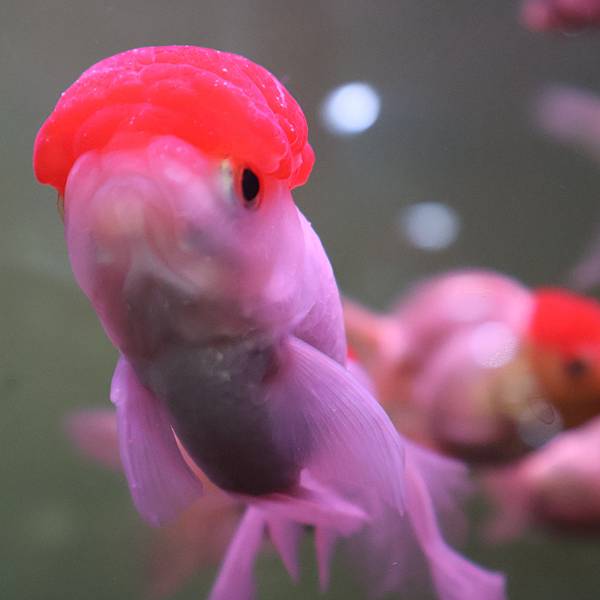 金魚界的長青樹 / 金鱼界的长青树