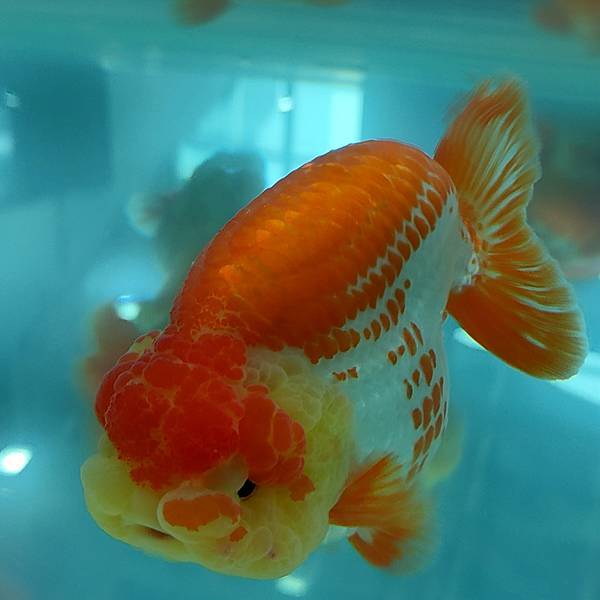 金魚總是被養死，金魚真的不好養