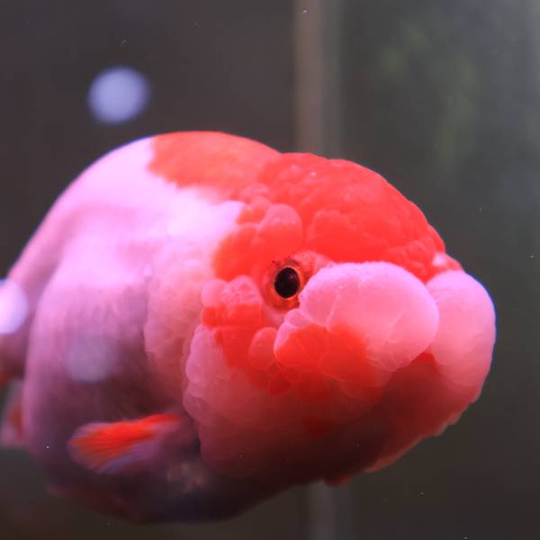 金魚的記憶只有7秒嗎？牠會認主人嗎？❓❓