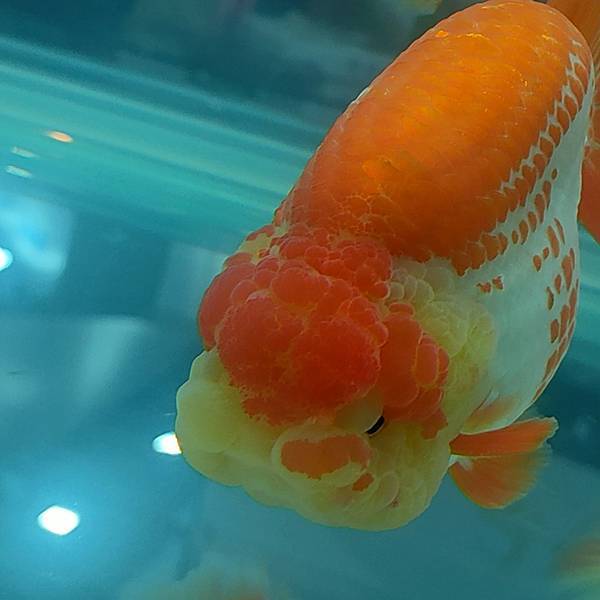 金魚、花羅漢魚，餵食爆頭飼料，有效嗎？