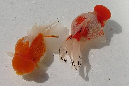 金魚 你是超級變色龍 一 Martin的金魚窩 痞客邦