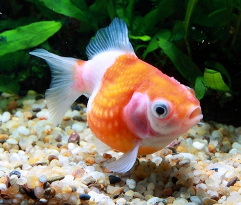 吃的好 更要吃的巧 十八 為食而亡的金魚 二 Martin的金魚窩 痞客邦