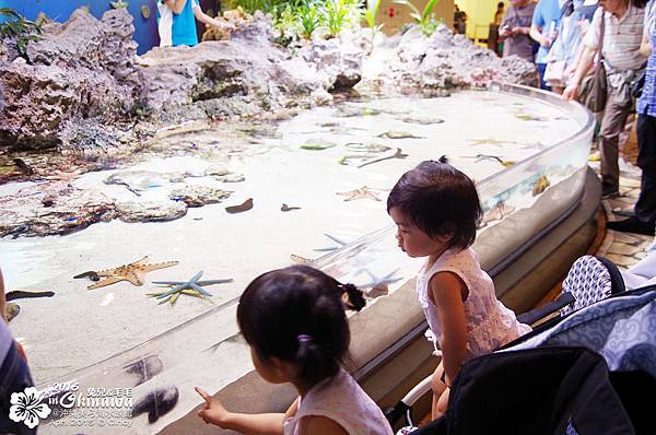 2015-0405-沖縄美ら海水族館-06.jpg