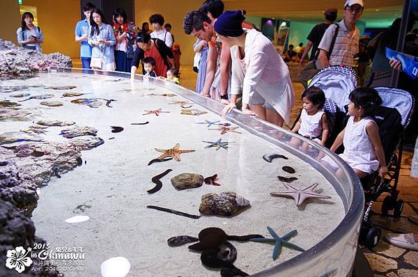 2015-0405-沖縄美ら海水族館-07.jpg