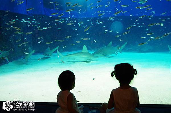 2015-0405-沖縄美ら海水族館-27.jpg