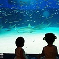 2015-0405-沖縄美ら海水族館-27.jpg