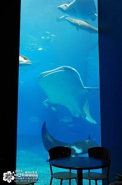 2015-0405-沖縄美ら海水族館-34.jpg