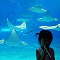 2015-0405-沖縄美ら海水族館-39.jpg