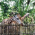 0218-Singapore Zoo-09.jpg