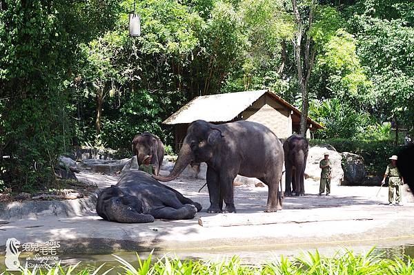 0218-Singapore Zoo-37.jpg