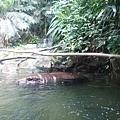 0218-Singapore Zoo-83.jpg