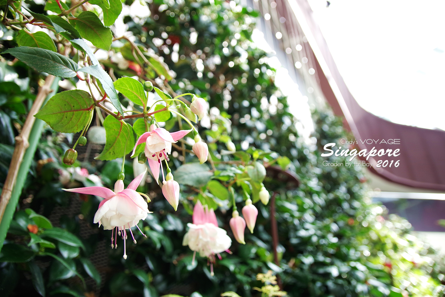 2016-Garden By the Bay-134.jpg 2016-Garden By the Bay-134.jpg