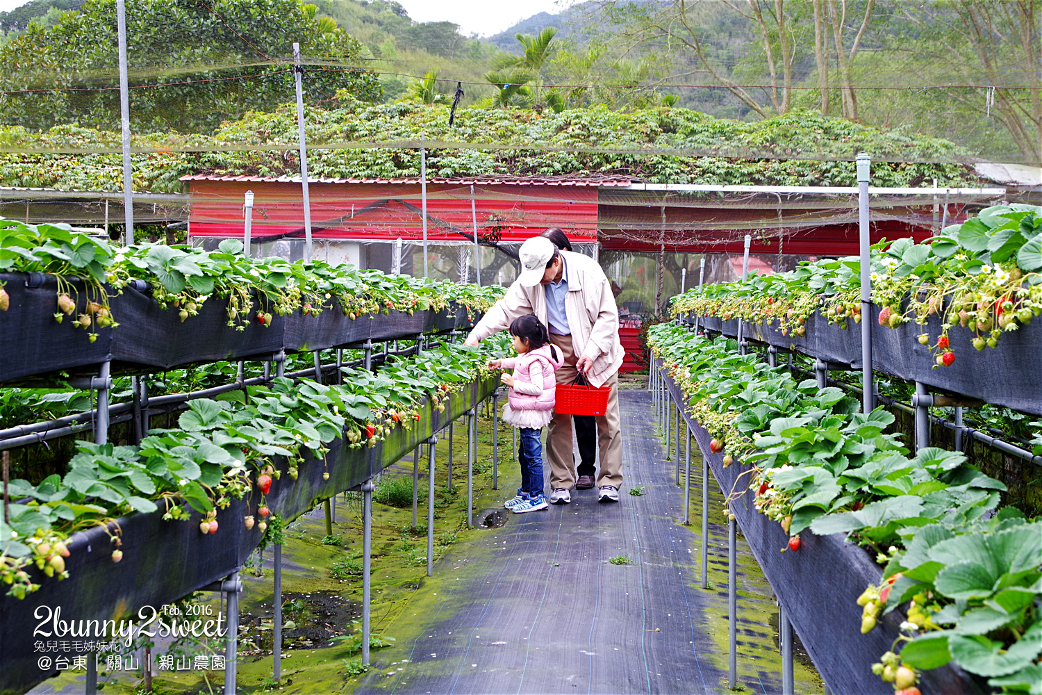 2016-0228-親山農園-03.jpg