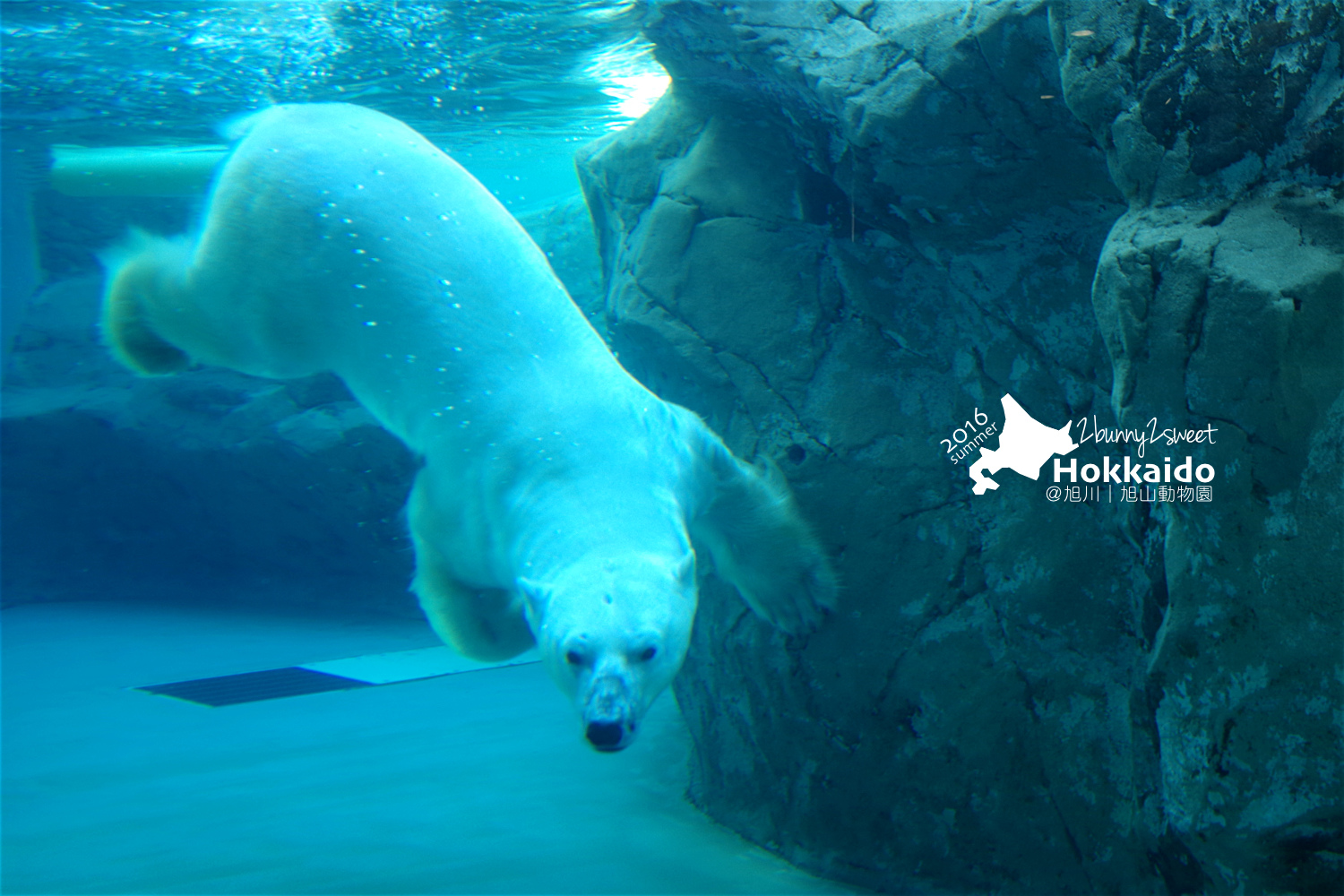 2016-0629-旭山動物園-47.jpg