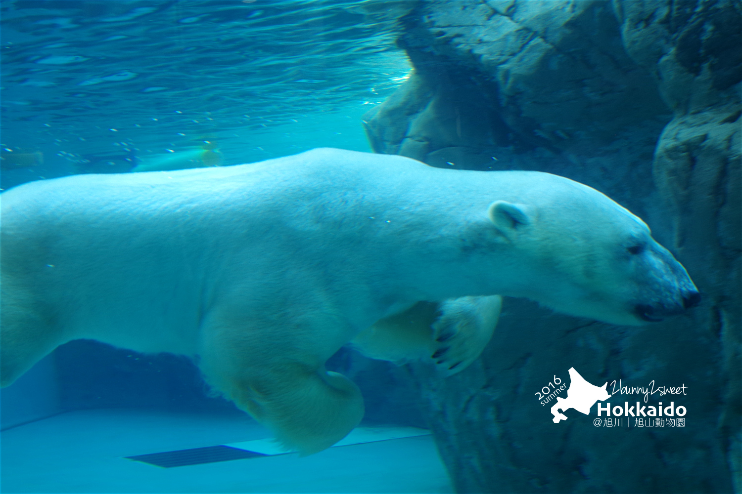 2016-0629-旭山動物園-50.jpg