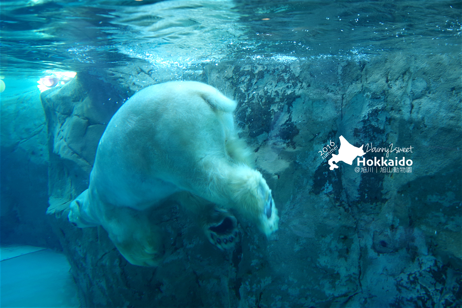 2016-0629-旭山動物園-51.jpg